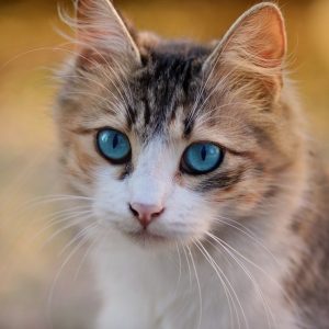КОТКИ