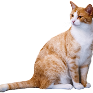 Зряла възраст